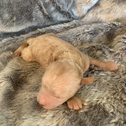 Boy 3 - Cream male Goldendoodle puppy in Haddam, Kansas from Golden B Acres