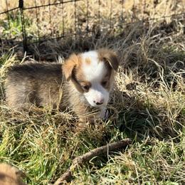Bear - Sable male Pembroke Welsh Corgi puppy in Millsap, Texas from Punchy Pembroke Ranch