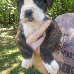 Boxer Puppies from SmashBox Kennel