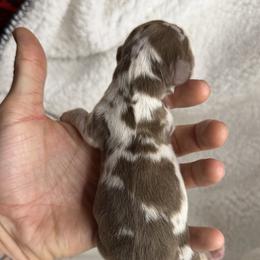 Bambi - Dapple male Dachshund puppy in Hesperia, California from Teenie Tiny Doxies