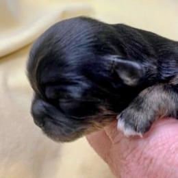 Ivy - Black and tan female Lhasa Apso puppy in Hillsboro, Oregon from Luv-N-Laughter Lhasa Apsos