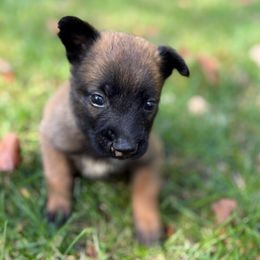 Piper - Red sable female Belgian Malinois puppy in Linwood, Michigan from Gillis Malinois LLC