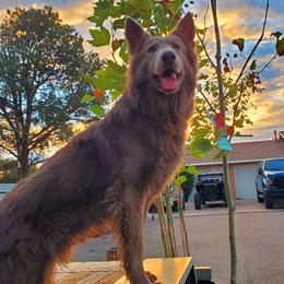 Ryot - German Shepherd