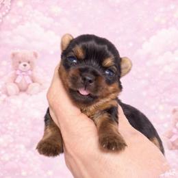 Ruby - Black and gold female Yorkshire Terrier puppy in Fredericksburg, Indiana from Yorkie Blessings