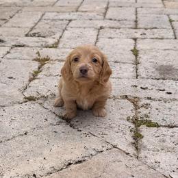 Cindy-Lou - Piebald female Dachshund puppy in Plantation, Florida from Lovelaced Pups