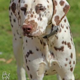 Cookie - White and liver brown female Dalmatian puppy in Lake Mathews, California from Bully Market