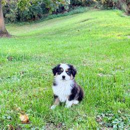 Phil (Purple) - Black tri-color male Australian Shepherd puppy in Ashland, Ohio from SS Australian Shepherds