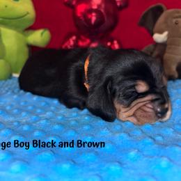 Basset Hound Puppies from Sammys Sweeties Bassets