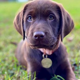Labrador Retriever Puppies from Green Acres Labradors