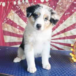 Anne - Blue merle female Australian Shepherd puppy in Kenton, Tennessee from Carrotwood Australian Shepherds