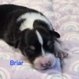 Briar - Black tri-color female Australian Shepherd puppy in Divide, Colorado from Outlaw Farm and Kennel