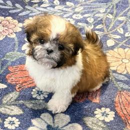 AKC Tiny tiny Bean - Red and white male Shih Tzu puppy in Greenville, South Carolina from Babyface Shih Tzu