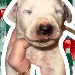 Snowflake - White and black female Dalmatian puppy in Bremen, Georgia from Clark’s Dalmatians