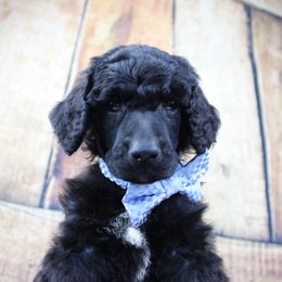 "Boy Seasmoke "Navy collar" black - Black Poodle puppy in Hazard, Kentucky from Suited N Booted Standards