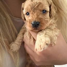 Sunny - Apricot male Poodle puppy in Cypress, Texas from Misocutepoodles
