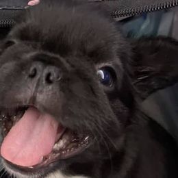 French Bulldogs from Fur Ever Boujee