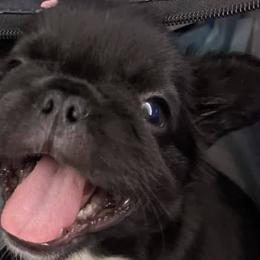 French Bulldogs from Fur Ever Boujee