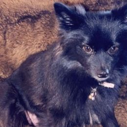 Pomeranians from Katia's Pomeranians