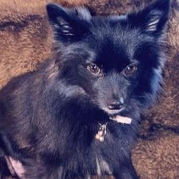 Pomeranians from Katia's Pomeranians