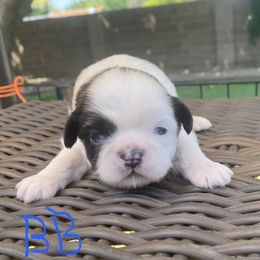 Shih Tzu Puppies from Willow Lane Shih Tzus