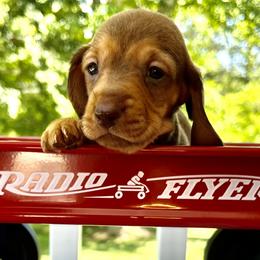 Chai AKC - Red female Dachshund puppy in Hendersonville, North Carolina from Snarky Doxy Miniature Dachshunds