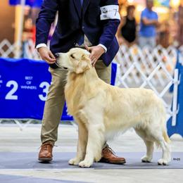 Golden Retrievers and Labrador Retrievers from Dioscuri Kennel