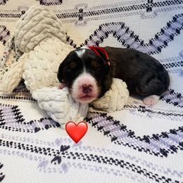 Vixen - Blue merle female Bernedoodle puppy in San Juan Capistrano, California from Country Hills Doodles