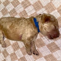 George - Apricot male Goldendoodle puppy in Pasadena, Texas from Toledo Creek Doodles