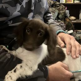 Trinity - Dachshund