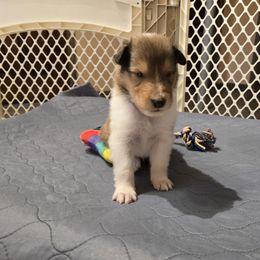 Vinnie - Sable Collie puppy in Temple, Pennsylvania from Rimma's Collies