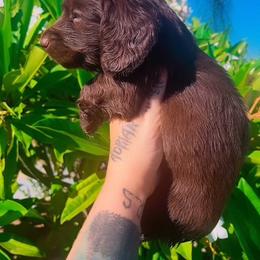 Bruce - Chocolate male Dachshund puppy in Riverside, California from Ashley’s canine collective
