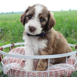 Sage - Sable male Bordoodle puppy in Ashland, Ohio from Cherry Blossom Doodles