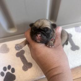 Red collar - Fawn male Pug puppy in Tucson, Arizona from Furever Friends