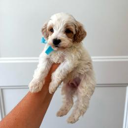 Fisher - blue collar boy - Parti male Goldendoodle puppy in Ruthorfordton, North Carolina from Duncan Doodles Goldendoodles
