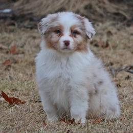 Australian Shepherd Puppies from Silverbrook Australian Shepherds
