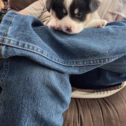 Pembroke Welsh Corgi Puppies from Dash'n Corgis of AZ