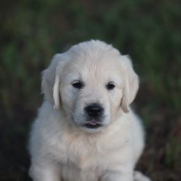 Miss Dark Purple - Light golden female Golden Retriever puppy in Morrill, Kansas from Grimm Girls Farm