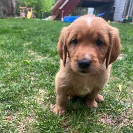 Remi - Dark golden male Golden Retriever puppy in Princeton, Minnesota from North Country Goldens