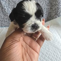 Halo - Black gold and silver female Shih Tzu puppy in Forney, Texas from Nique's Shih Tzus