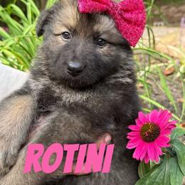 Rotini - Sable female German Shepherd puppy in Fort Jennings, Ohio from Von Holtzapple German shepherds