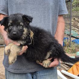 Boy 1 Gold - Black and tan male German Shepherd puppy in Lake George, Colorado from High Country German Shepherds