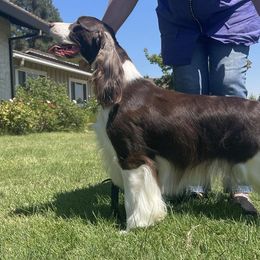 Alice - English Springer Spaniel