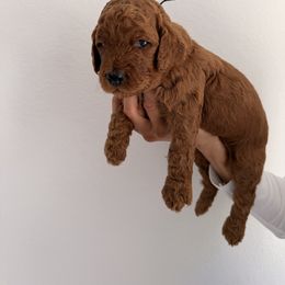 Blue - Red  male Goldendoodle puppy in Naples, Florida from Goldendoodles Of Naples