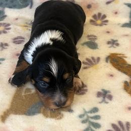 Lucky - Piebald male Dachshund puppy in Norman, Oklahoma from Mother of Dachshunds