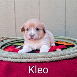 Kleo - Fawn merle female American Corgi puppy in Shawnee, Oklahoma from Sunray Ranch