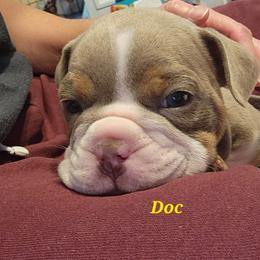 Bulldog Puppies from Wiggle Butts Bulldogs