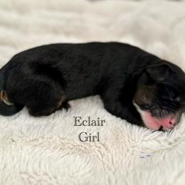 Eclair - Black female Bernedoodle puppy in Waco, Texas from Blessings Pups Doodles