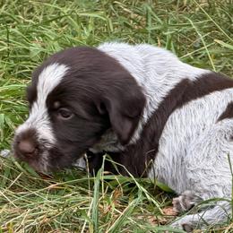 Black collar girl - Brown and gray female Wirehaired Pointing Griffon puppy in Sheldon, Vermont from Ole Poor Farm