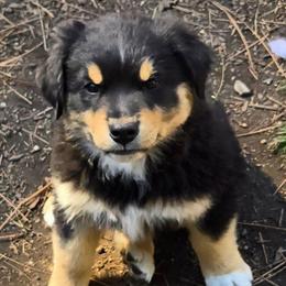 Rebel - Black tri male Miniature Australian Shepherd puppy in Crestline, California from Haugen's Minis