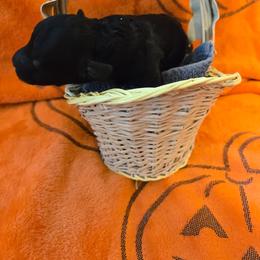 Alex - Black male Poodle puppy in Cedar Grove, North Carolina from Toy Poodles of NC